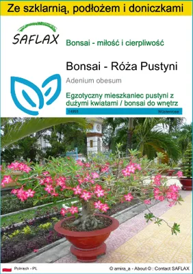 Zdjęcie produktu dla SAFLAX - Zestaw do uprawy - Bonsai - Róża Pustyni - 8 Nasiona - Z mini szklarnią, podłożem uprawowym i 2 doniczkami - Adenium obesum