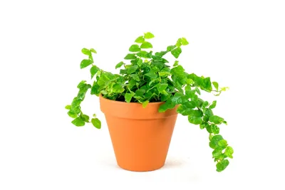Obrázok produktu pre Gardners Ficus pumila, priemer 8,5 cm