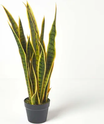 Produktbild von HOMESCAPES Kunstpflanze Sansevieria Trifasciata, Bogenhanf im Topf, grün-gelb, 74 cm hoch