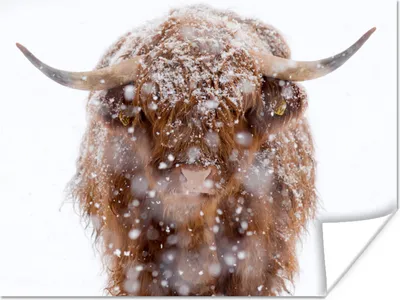Produktbild von MuchoWow® Poster Schottischer Highlander - Hörner - Schnee 160x120 cm - Foto Plakat