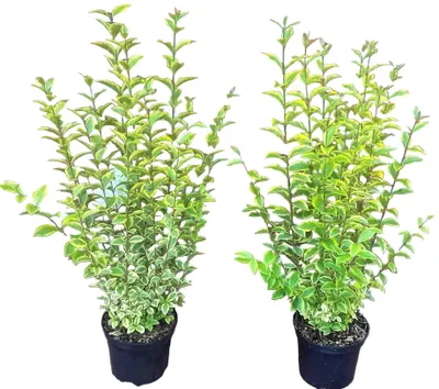 Produktbild von 10 Goldliguster - Heckenpflanzen Set - Ligustrum ovalifolium Aureum 60-80 cm