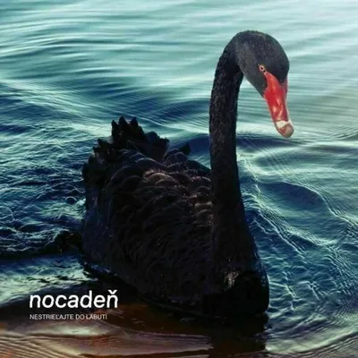 Produktbild von Nocadeň - Nestrieľajte do labutí (LP)