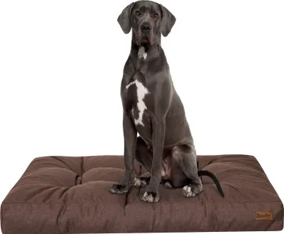 A Great Dane dog sits on a brown dog mattress against a white background.