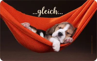 Image de Chiens - Planche à déjeuner - Chiot égal