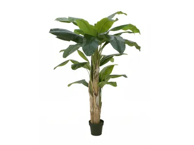 Obrázek produktu pro Europalms Bananenbaum Kunstpflanze 170cm 82509539