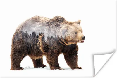 Produktbild von MuchoWow® Poster Mehrfachbelichtung eines Bären und eines Waldes 120x80 cm - Bilder