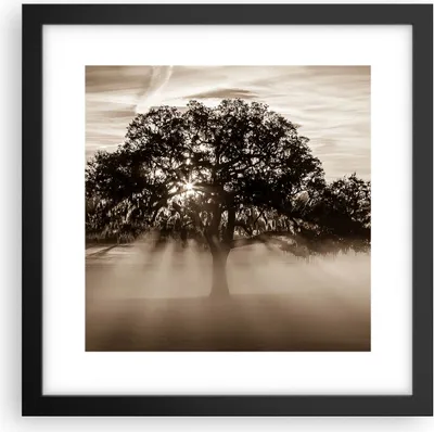 Produktbild von Gerahmtes Poster - Schwarzer Rahmen - Baum Feld Natur - 30x30 cm - Wand Bild - Wanddeko - Wandbilder - Kunstposter - Wandposter - Bilderrahmen - Bilder - Kunstdruck - Wandbild - P2BAC30x30-3811