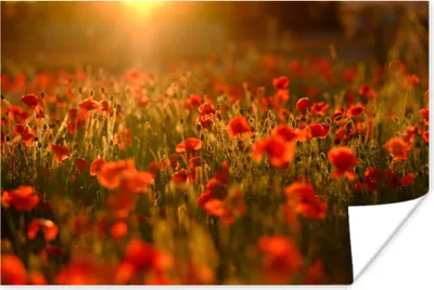 Produktbild von MuchoWow® Poster Orangefarbenes Leuchten über den Mohnblumen auf dem Feld 180x120 cm - Fotoplakat