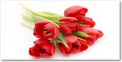Produktbild von Tulup® Glas-Bild - 100x50 -Wandkunst - Wandbild hinter gehärtetem Sicherheitsglas  - Blumen & Pflanzen - Rote Tulpen - Rot