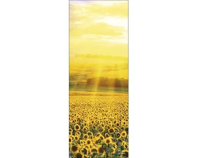 Produktbild von Glasbild Sonnenblumenfeld II 30x80 cm