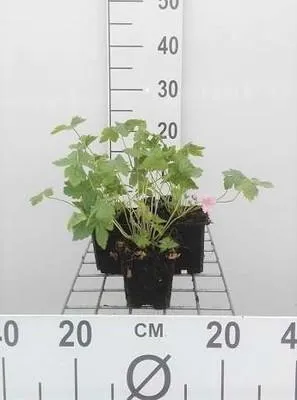 Immagine prodotto di 6 x Geranium endr. 'Wargrave Pink' - Cranesbill - vaso 9 x 9 cm