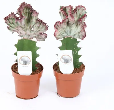 Zdjęcie produktu dla EUPHORBIA Lactea CRISTATA 20 cm CZERWONA Roślina domowa Kaktusy Sukulenty Grzebieniowate Faliste Unikalne jedyne w swoim rodzaju