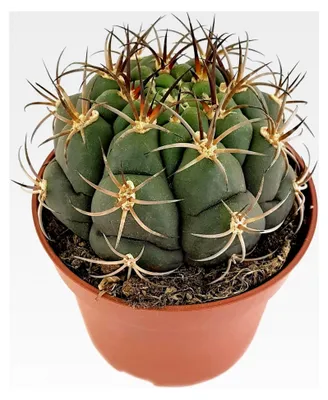 Produktbild von Gymnocalycium saglionis - breitkugeliger Kaktus Ø 10 cm Topf - pflegeleichte Zimmerpflanze
