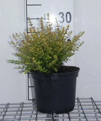 Immagine prodotto di Lonicera nit. 'Baggesen's Gold' - Heckenkirsche 20- 25 cm - Contenitore