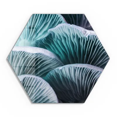 Produktbild von DEQORI Glasbild Echtglas 40x35 cm 'Leuchtende Pilzlamellen' Wandbild Bild modern Deko