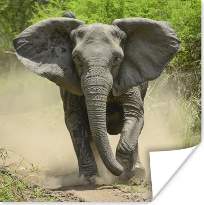 Produktbild von MuchoWow® Poster Laufender Elefant 75x75 cm - Wand Dekoration