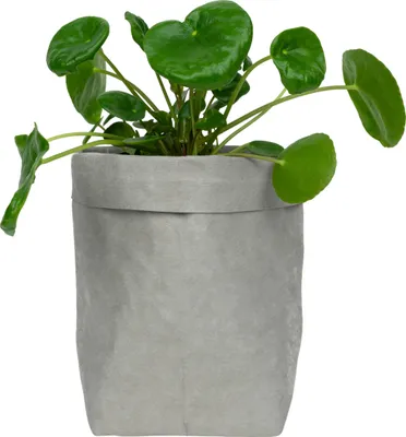 Produktbild von QUVIO Pflanzentasche - Blumentopf aus Kraftpapier - Blumentöpfe für drinnen - Blumentöpfe für draußen - 10 x 10 x 20 cm - Grau