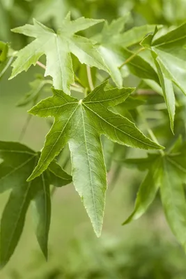 Produktbild von Liquidambar styraciflua, Amberbaum, 80–100 cm