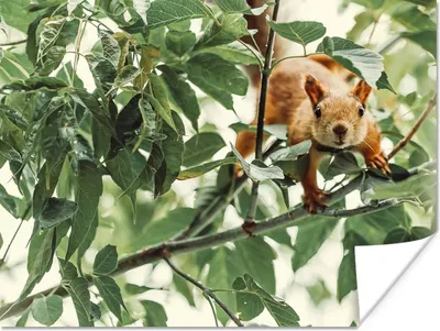 Produktbild von MuchoWow® Poster Eichhörnchen - Blatt - Zweig 160x120 cm - Foto Plakat