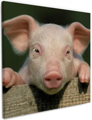 Produktbild von Wallario Premium Leinwandbild Süßes Ferkel auf dem Bauernhof in Nahaufnahme in Größe 50 x 50 cm