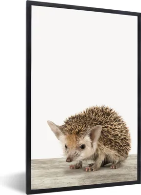 Produktbild von MuchoWow® Gerahmtes Poster Igel - Tiere - Jungen - Mädchen 20x30 cm - Poster mit Schwarzem Bilderrahmen Wandposter Rahmen Foto Bilder - Drucken - Bilder Poster im Rahmen