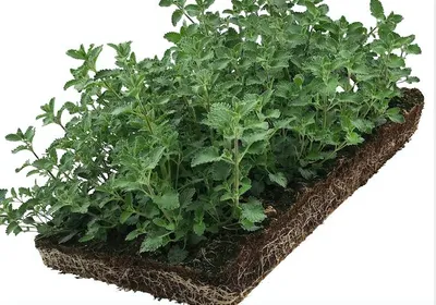 Productafbeelding van Plantenmat vasteplanten Kattenkruid Nepeta prijs per 1m2 cm Covergreen