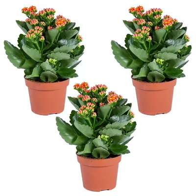 Image de Bloomique - Lot de 3 - Kalanchoé - Fleurs oranges - Plante d'extérieur et d'intérieur - Hauteur 15-25 cm - Pot 12 cm