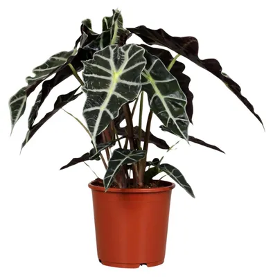 Produktbild von Alokasie Polly - 35-45cm - Ø17cm - Zimmerpflanze - Immergrün