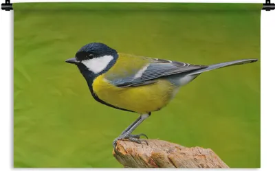 Produktbild von MuchoWow® Wandteppich Wandbehang Vogel - Kohlmeise - Tiere - Grün 60x40 cm Tapisserie Dekoration Wandtuch - Wanddekorationen