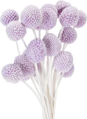 Produktbild von Dekorative Craspedia Trockenblumen für kreative Arrangements und stilvolle Akzente, 20 Stück