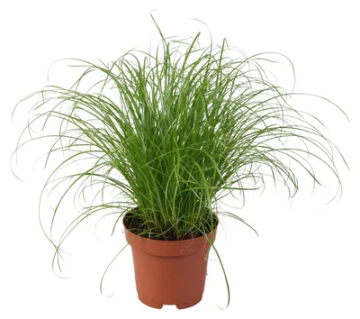 Image de Cyperus alternifolius Zumula - 28cm - Ø12cm - Plante d'intérieur - Vert persistant