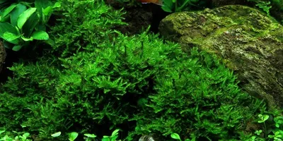 Produktbild von Christmas Moos (Vesicularia sp. "Christmas Moss") 80ml