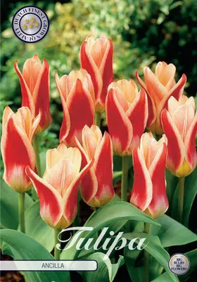Image de Tulipe Ancilla (7 bulbes) | Bulbes de tulipes de Sam van Schooten
