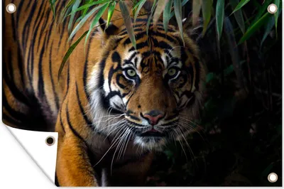 Produktbild von MuchoWow® 60x40 cm Outdoor-Poster Gartendeko Sichtschutz Garten Poster für den Garten  Tiger - Blätter - Dschungel - Tiere - Wild