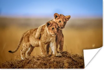 Produktbild von MuchoWow® Poster Löwen - Wild - Baby 180x120 cm - Fotoplakat