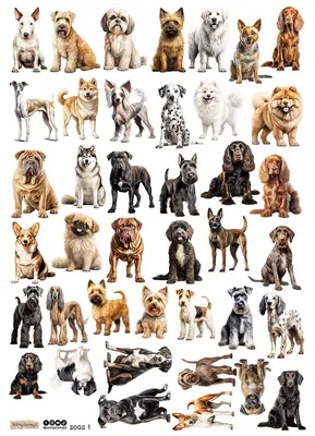 Zdjęcie produktu dla Papier ryżowy do decoupage A4 - Scraplove - Dogs 1 - psy