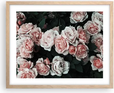 Produktbild von Gerahmtes Poster - Rahmen in heller Eiche - Rosen Blumen Blätter - 50x40 cm - Wand Bild - Wanddeko - Wandbilder - Kunstposter - Wandposter - Bilderrahmen - Bilder - Kunstdruck - P2NAA50x40-4760