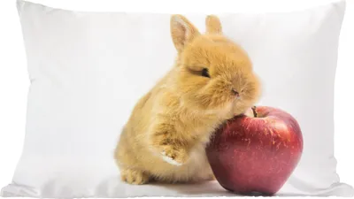 Produktbild von MuchoWow® Zierkissen Sofakissen Wohnzimmer Dekokissen 50x30 cm Kaninchen - Baby - Apfel - Wohnzimmerdekoration - Polster mit Photo