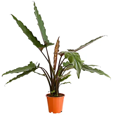 Produktbild von Dehner Pfeilblatt, Alocasia lauterbachiana, pfeilförmige Blätter, ca. 45-55 cm, Ø Topf 19 cm, Zimmerpflanze