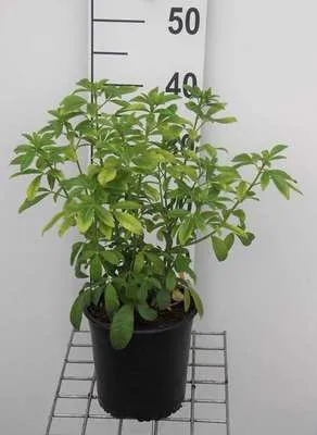 Image de Choisya ternata - Fleur d'oranger 25- 30 cm Conteneur