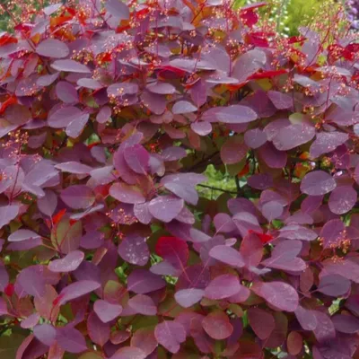 Produktbild von 2 x  Perückenstrauch  - Cotinus dummeri 'Grace'  | 40-60 cm in Container
