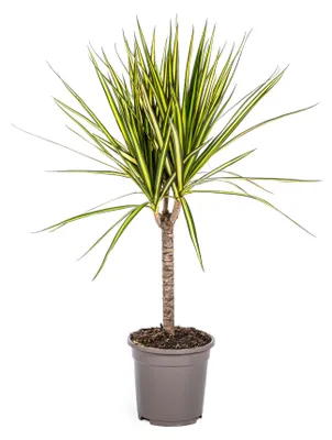 Obrázek produktu pro Dračí strom - Dracaena marginata "Sunray" - Sunray - 60-80cm vysoký