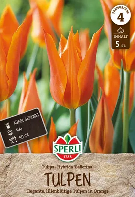 Produktbild von SPERLI Lilienblütige Tulpe Ballerina Tulipa hybrids 5 Zwiebeln
