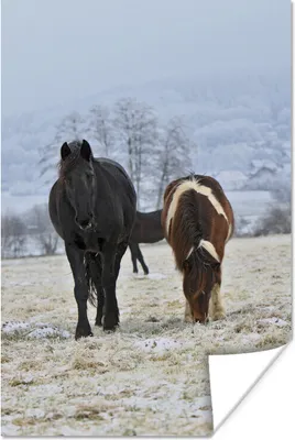 Produktbild von MuchoWow® Poster Pferde - Schnee - Weiß 60x90 cm - Wanddekoration