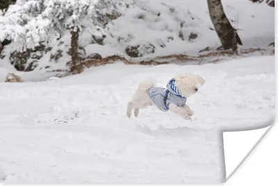 Produktbild von MuchoWow® Poster Malteser Hund springt in den Schnee 120x80 cm - Bilder