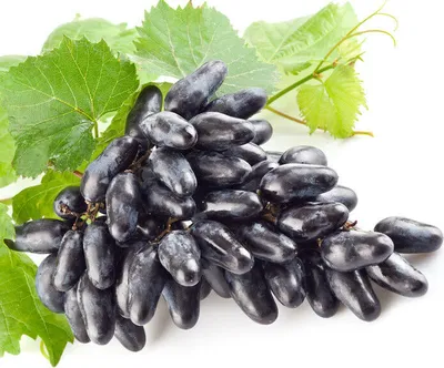 A bunch of dark blue grapes with green leaves on a white background.
