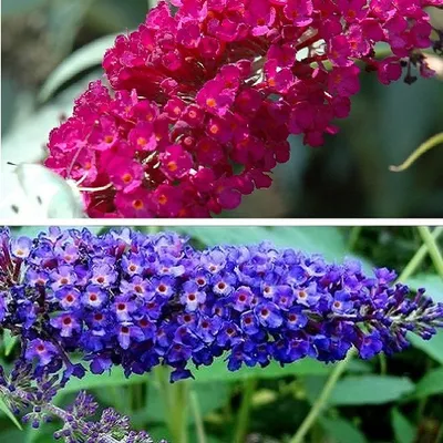 Immagine prodotto di 2 x Buddleja (lillà estivo/cespuglio delle farfalle): Royal Red (Rosso) + Empire Blue (Blu) | Perenne e resistente - Buddleia | 2 vasi da 2 litri