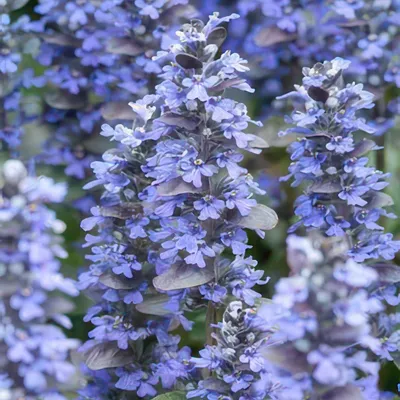 Produktbild von Ajuga reptans 'Burgundy Glow' – 24 Pflanzen – ↕10-25cm – Ø9cm – Kriechender Günsel – Bunter Bodendecker mit blauen Blüten