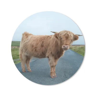 Produktbild von MuchoWow® Mauspad Mousepad Scottish Highlander - Straße - Gras 40x40 cm - Mousepads - Maus Mat - Pad - Mausunterlage - Schreibtisch Accessoires