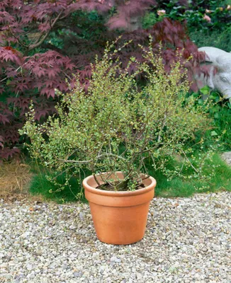 Produktbild von Betula nana, Zwergbirke, 30–40 cm, kompakt und winterhart